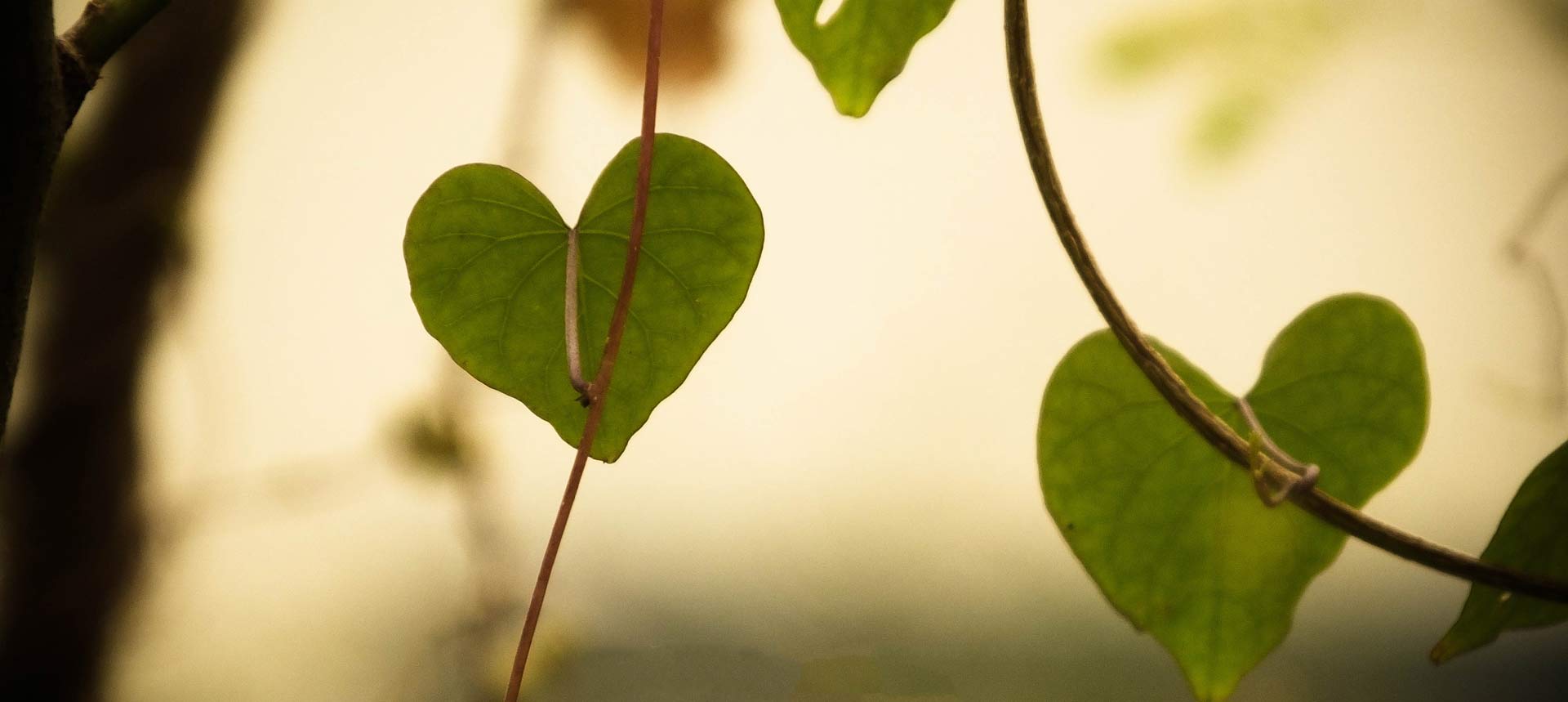 Featured image for “Das Herz – Schnittstelle zwischen Körper und Emotion”